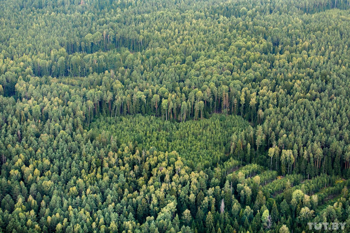 Картинки по запросу белорусский лес с высоты